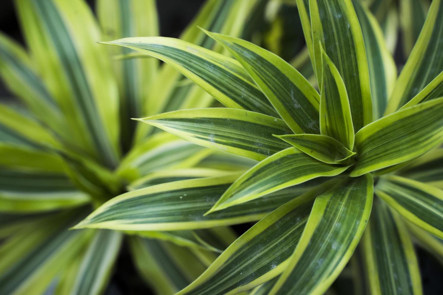 Unique tropical bush of leaves photo background