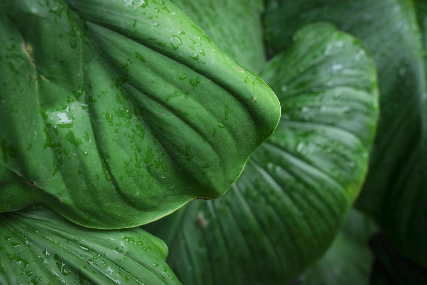 tropical green leaves plant background photo