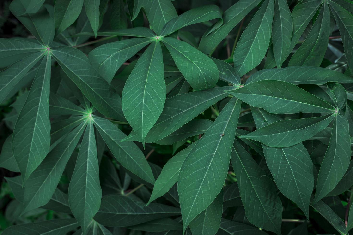 tropical casava leaves background photo
