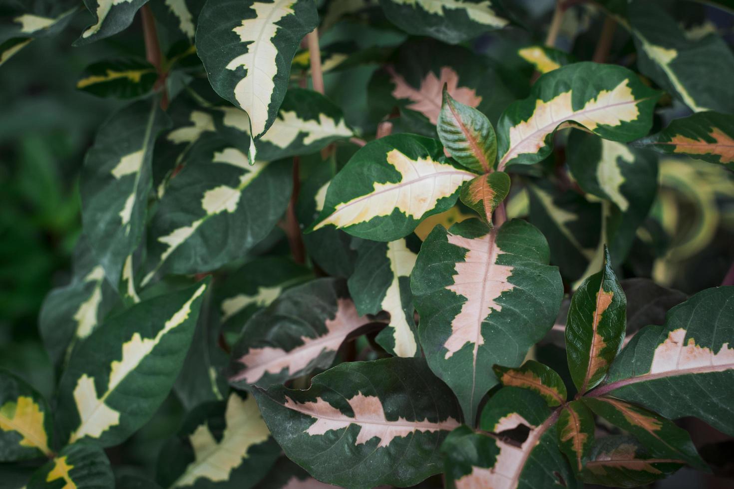 unique tropical leaves plant photo