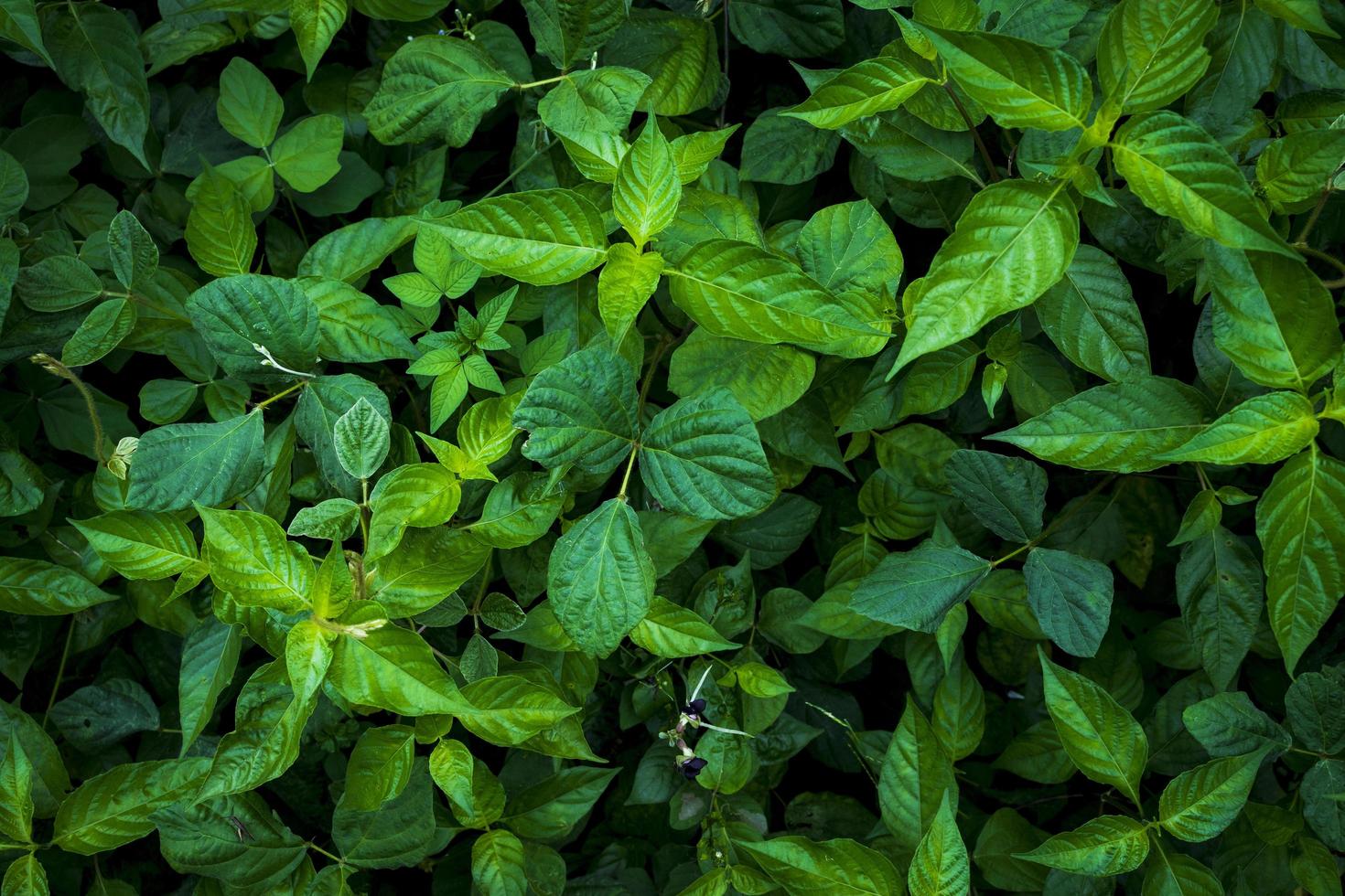 bunch of green wild plant photo