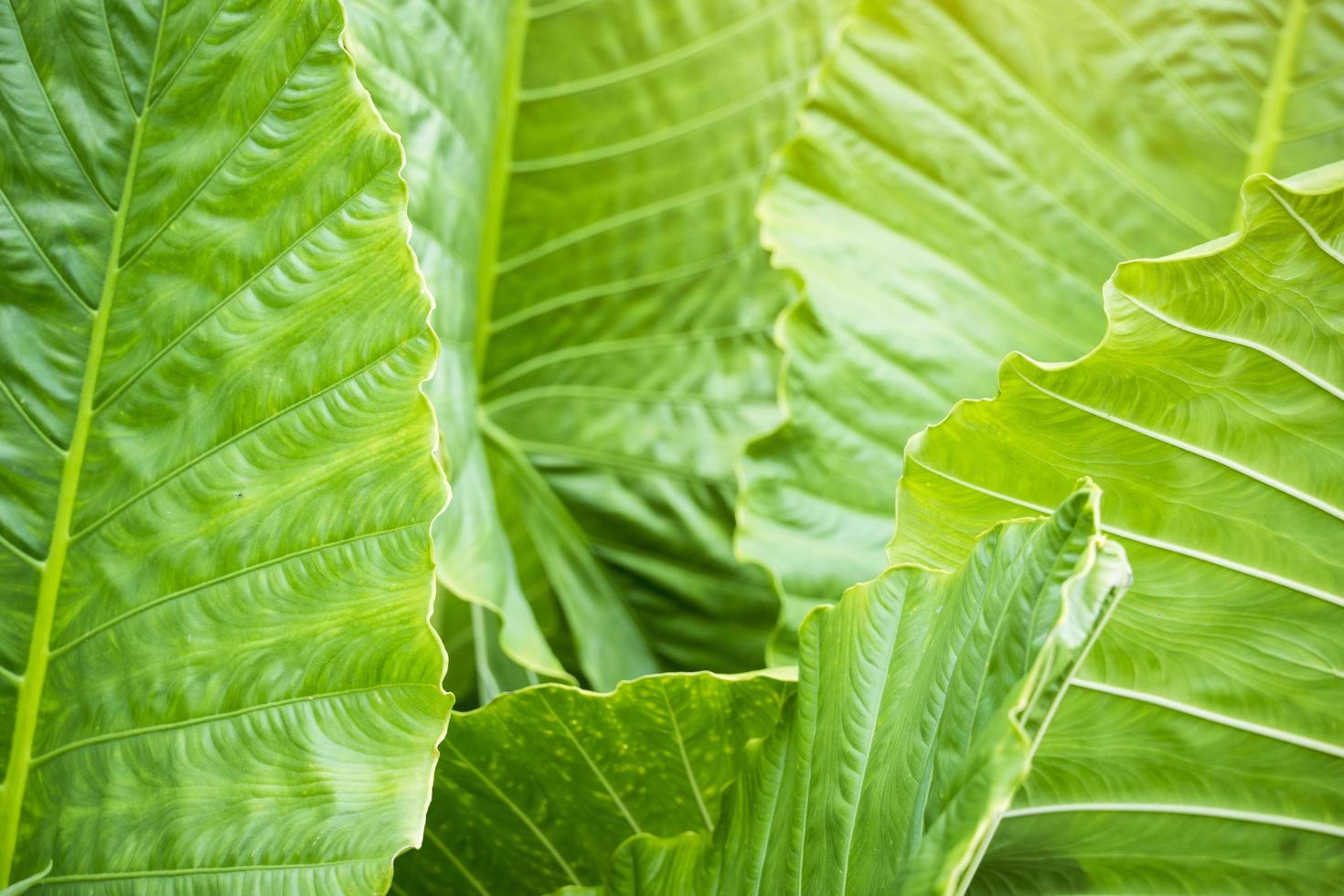 Tropical green big leaves background photo