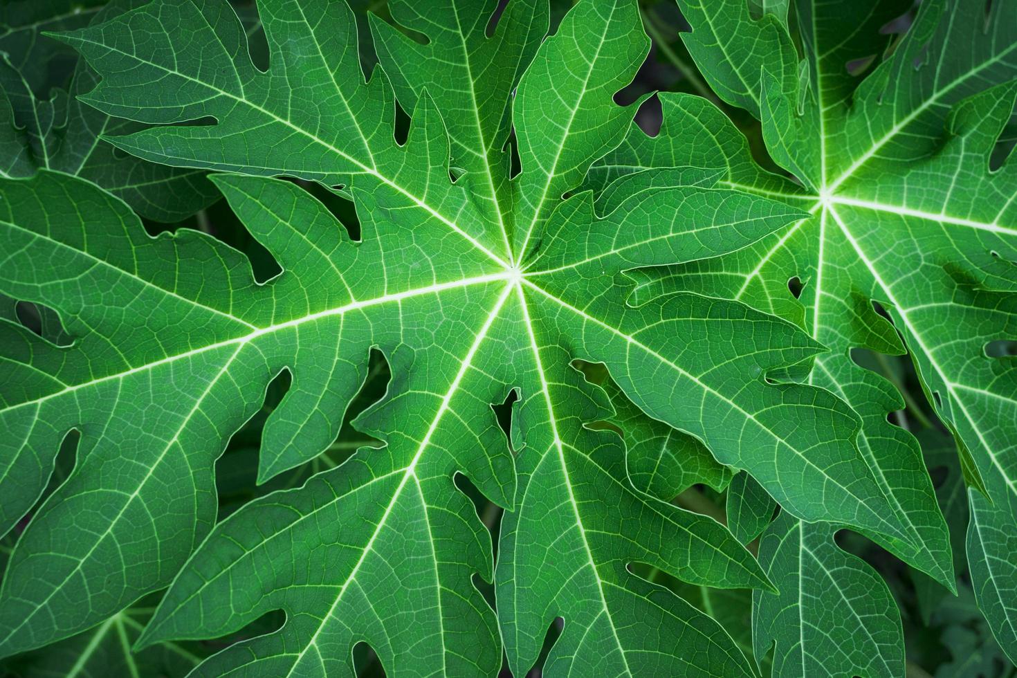 papaya leaves plant background photo