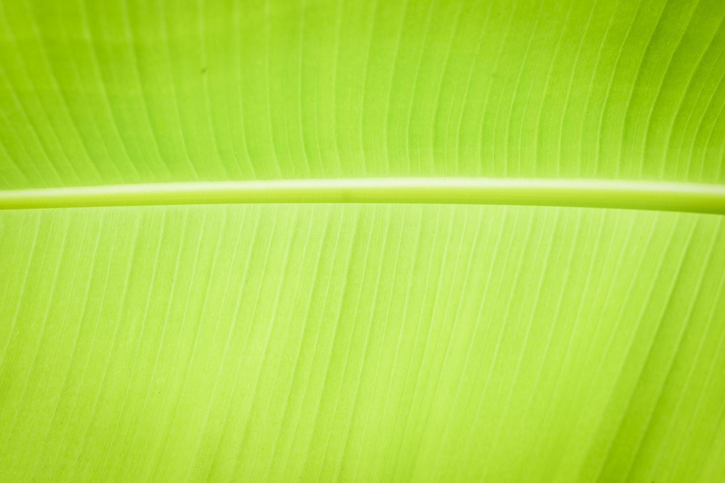 Banana leaf texture background photo