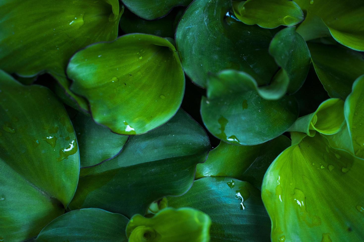 Green bunch of tropical plant leaves photo