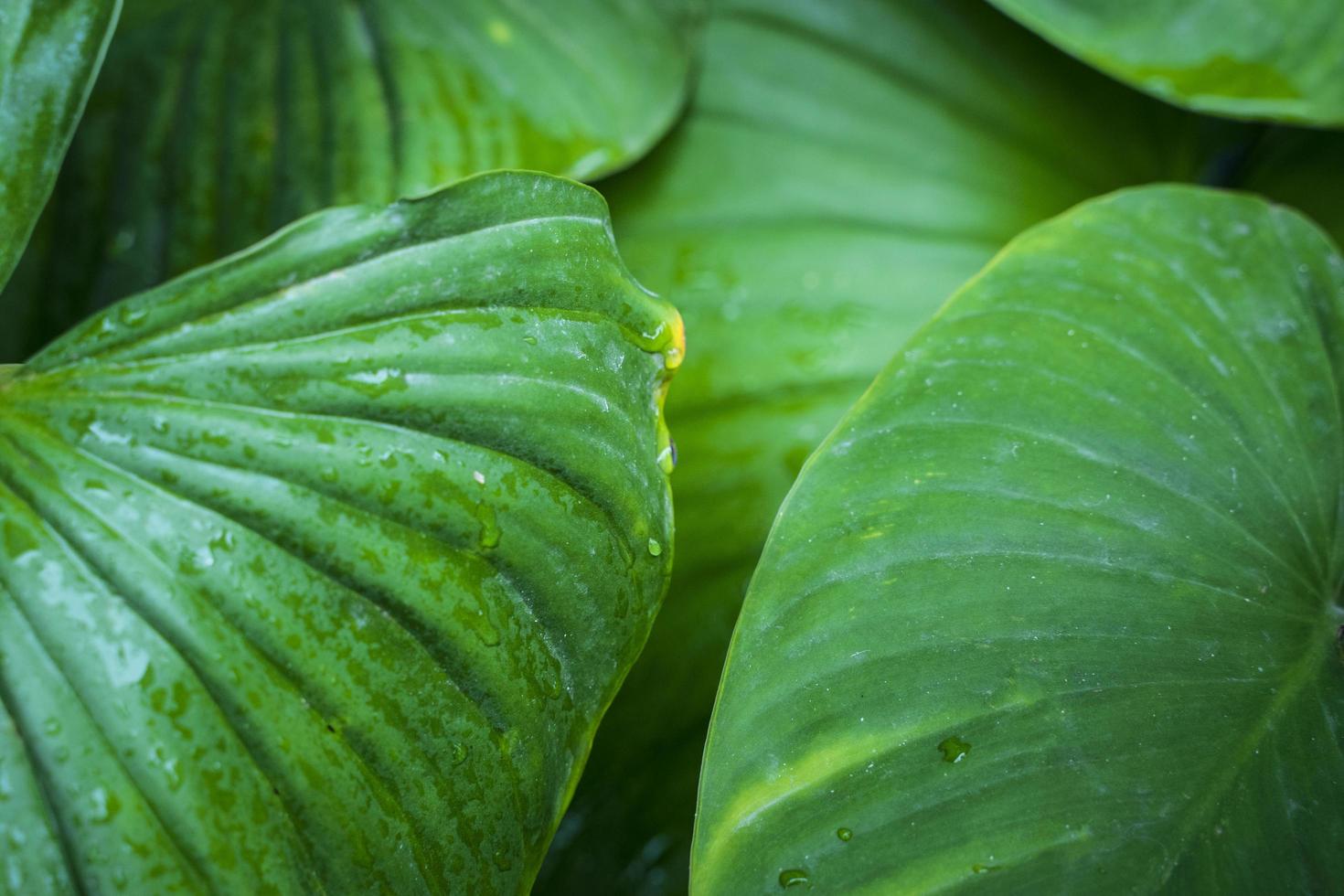 Green bunch of tropical plant leaves photo