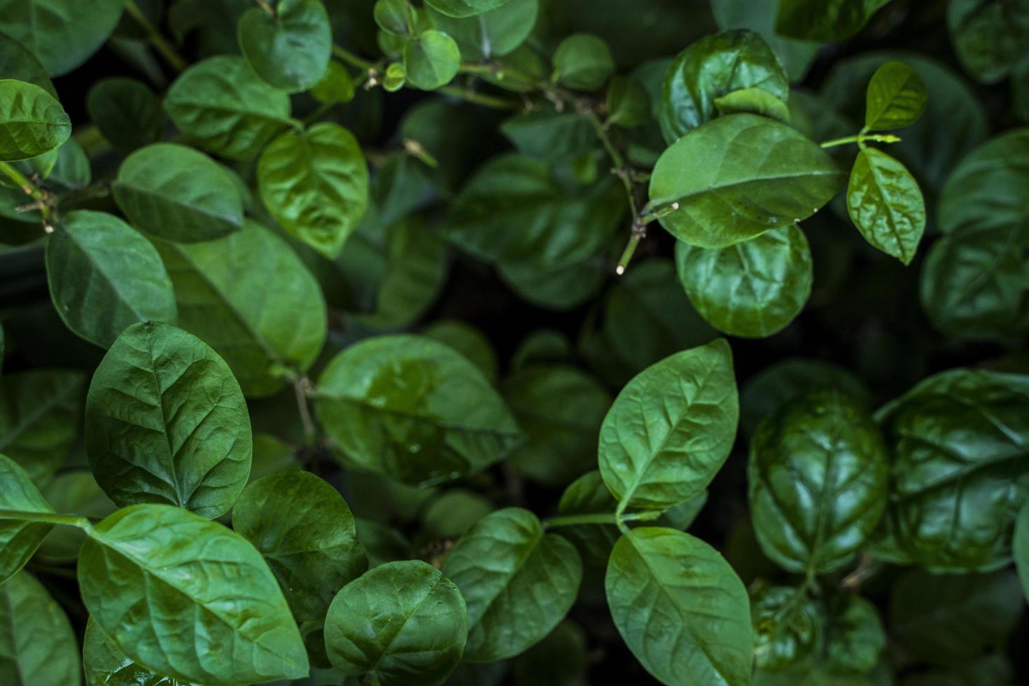 Green bunch of tropical plant leaves photo