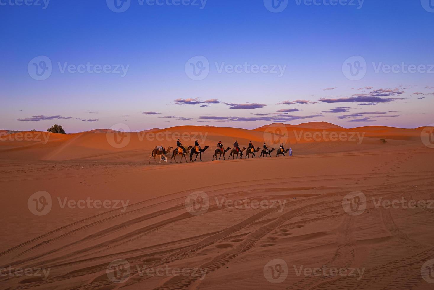 Caravan of camels with tourists going through the sand in desert photo