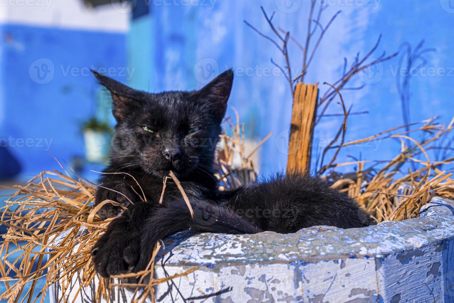 Stray cat relaxing on straw grass under concrete structure photo