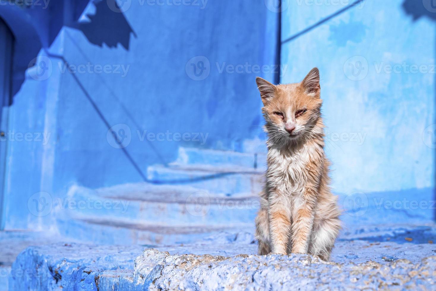 Narrow alley of blue town with cat on staircase leading to residential structures photo