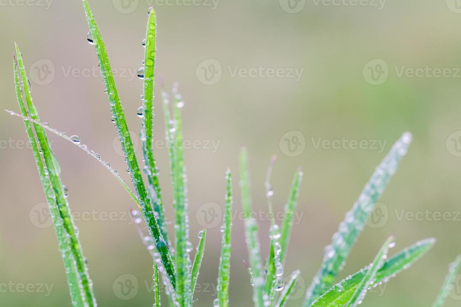 un hermoso fondo de hoja verde con gota de agua. foto