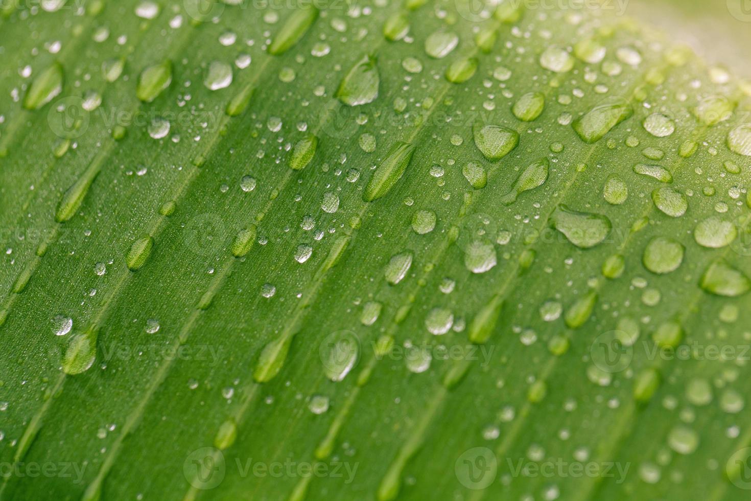 hoja verde con gota de lluvia. tiro macro foto