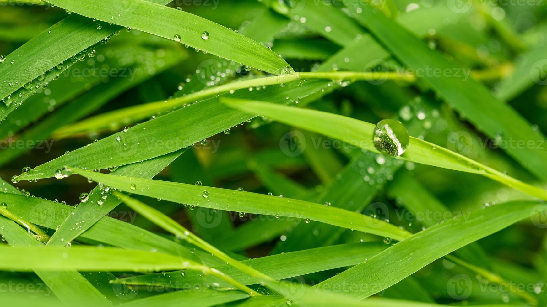 A beautiful green leaf background with water drop. photo