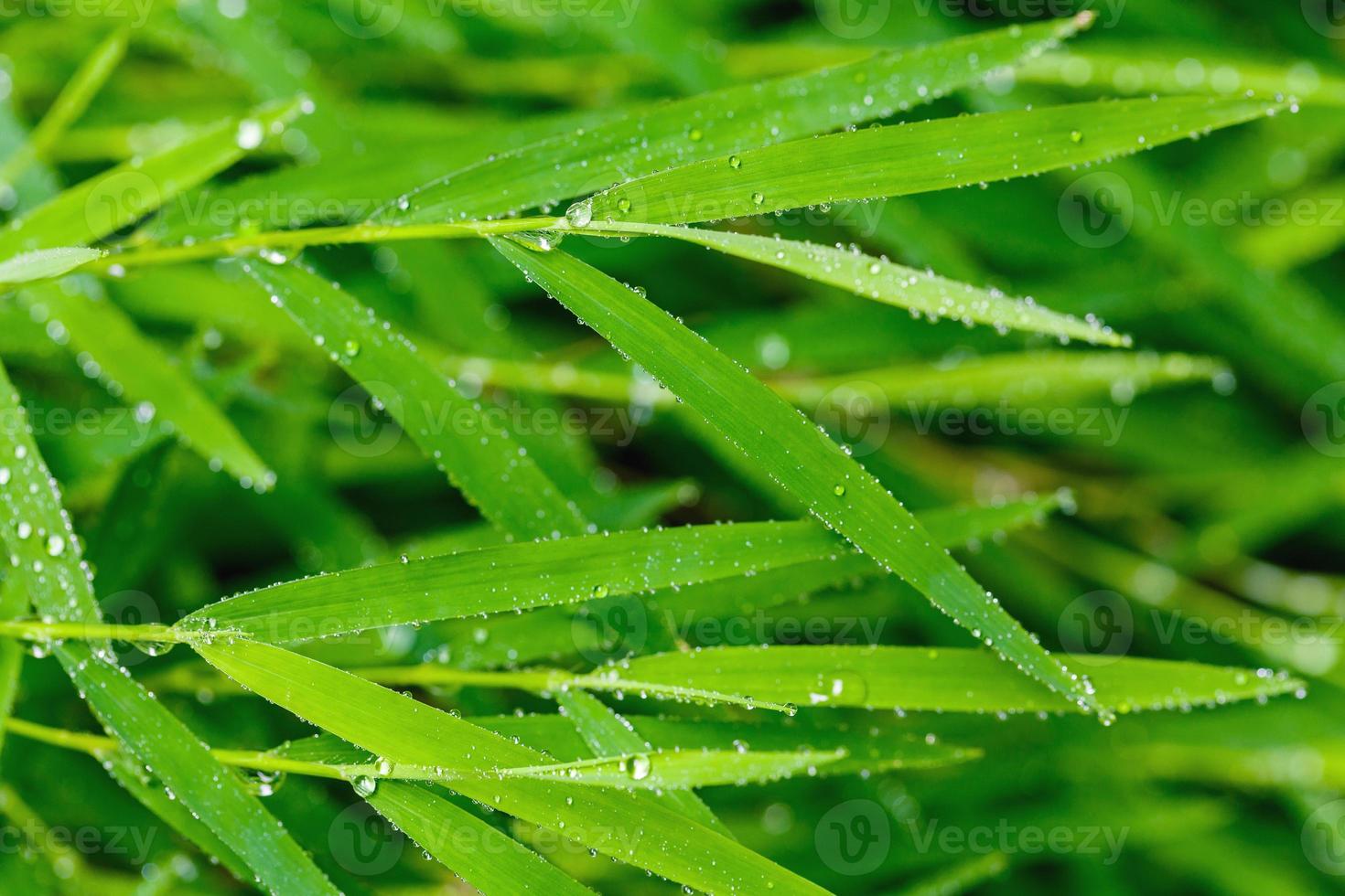 un hermoso fondo de hoja verde con gota de agua. foto