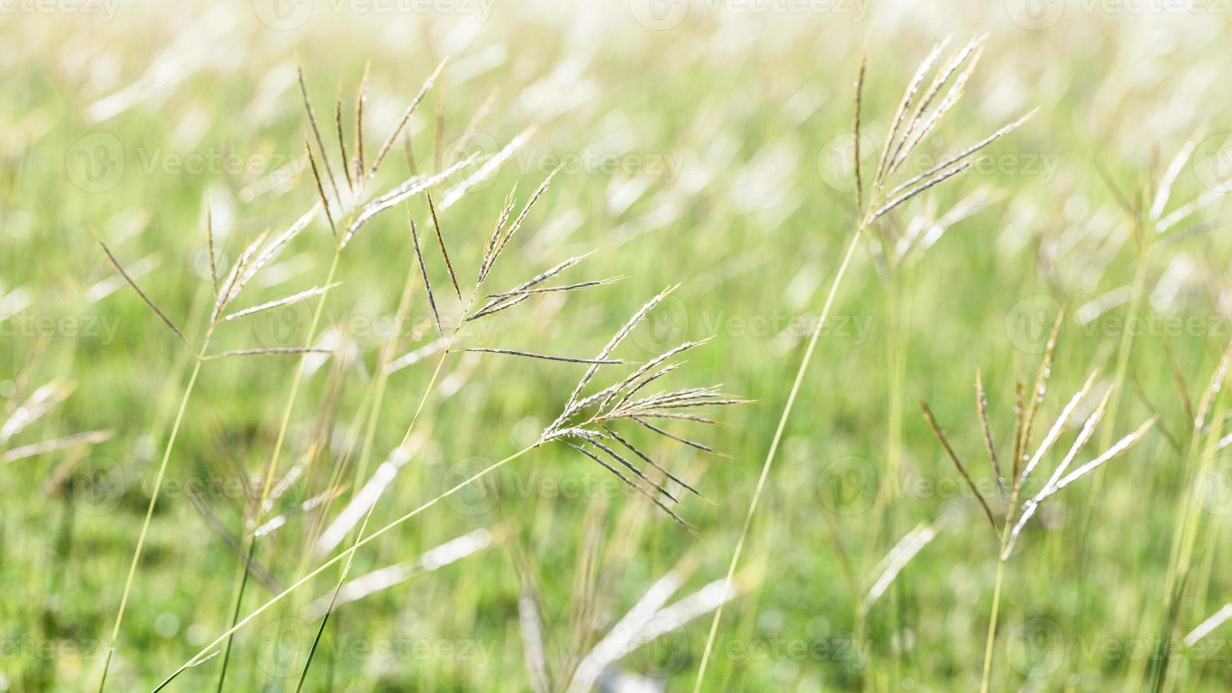 Flowering grass during on sunset. Closeup shot photo