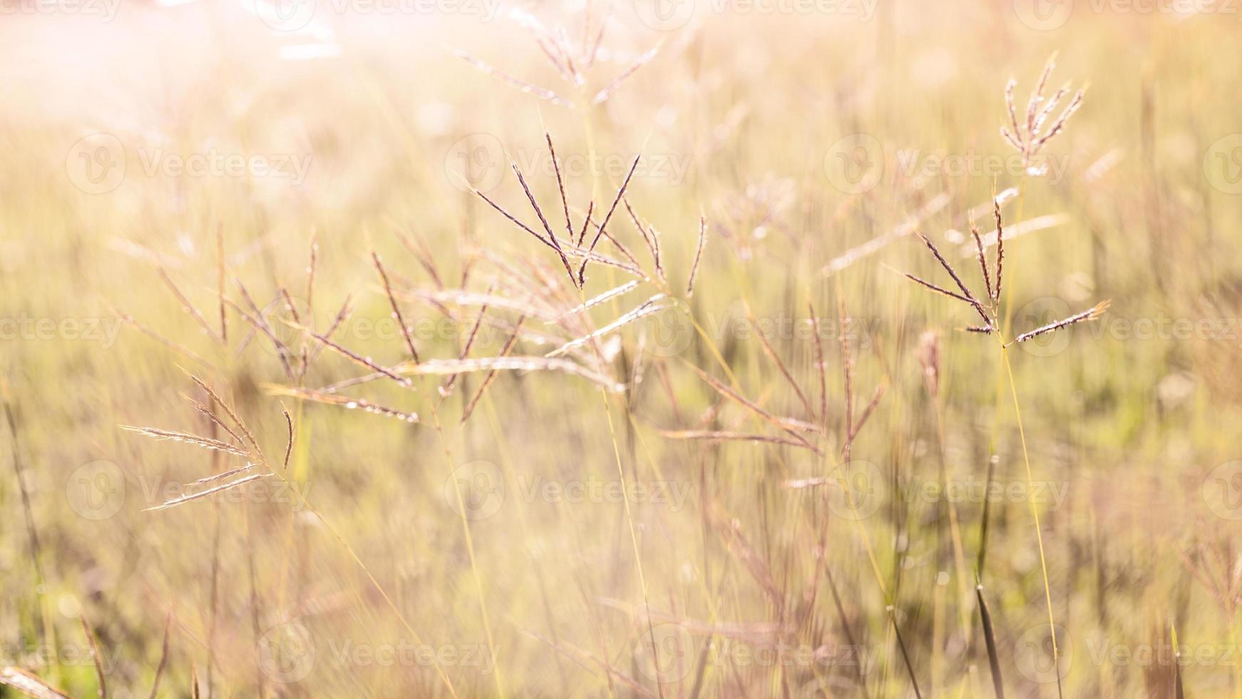 Flowering grass during on the morning. photo