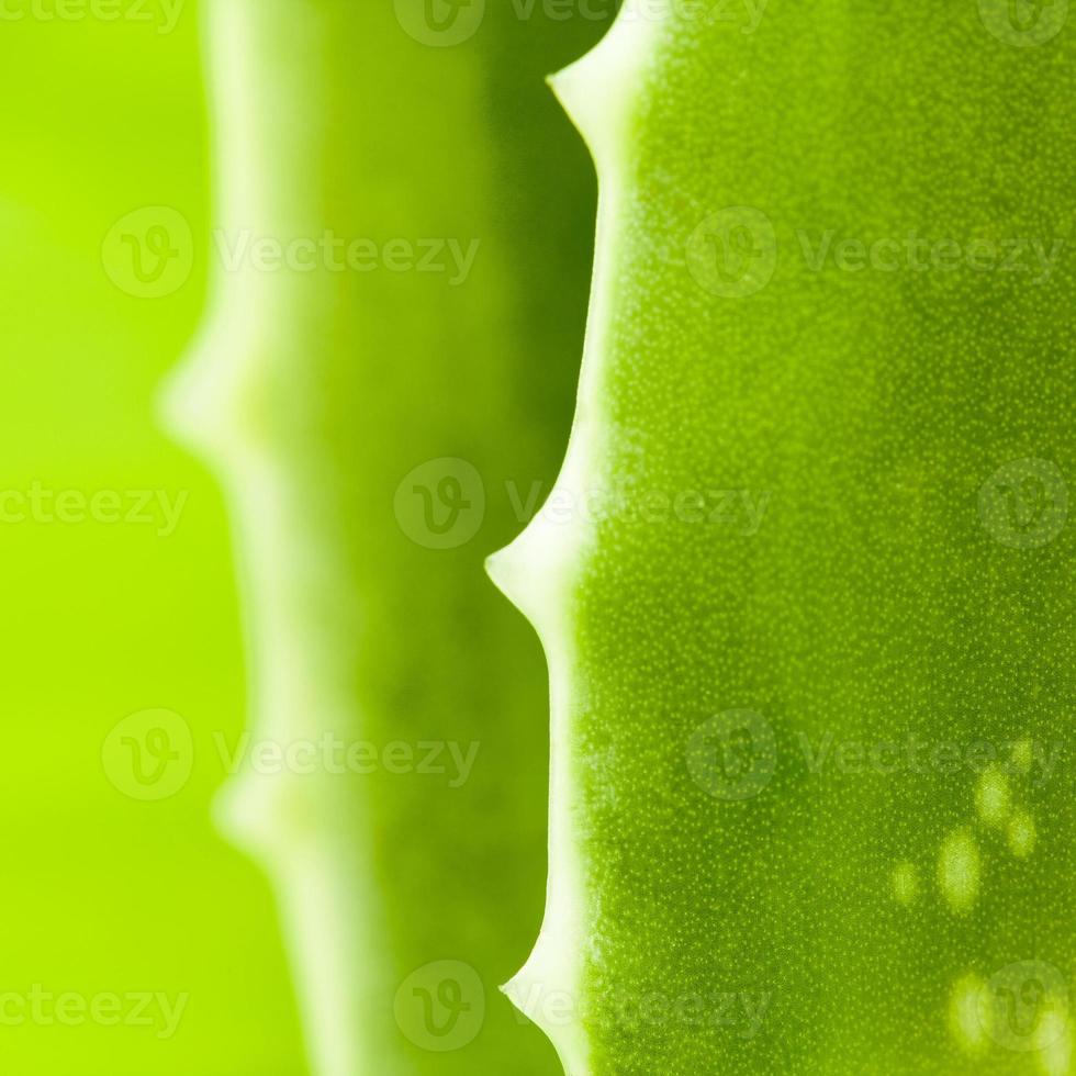 hoja de aloe fresca con gota de agua. foto