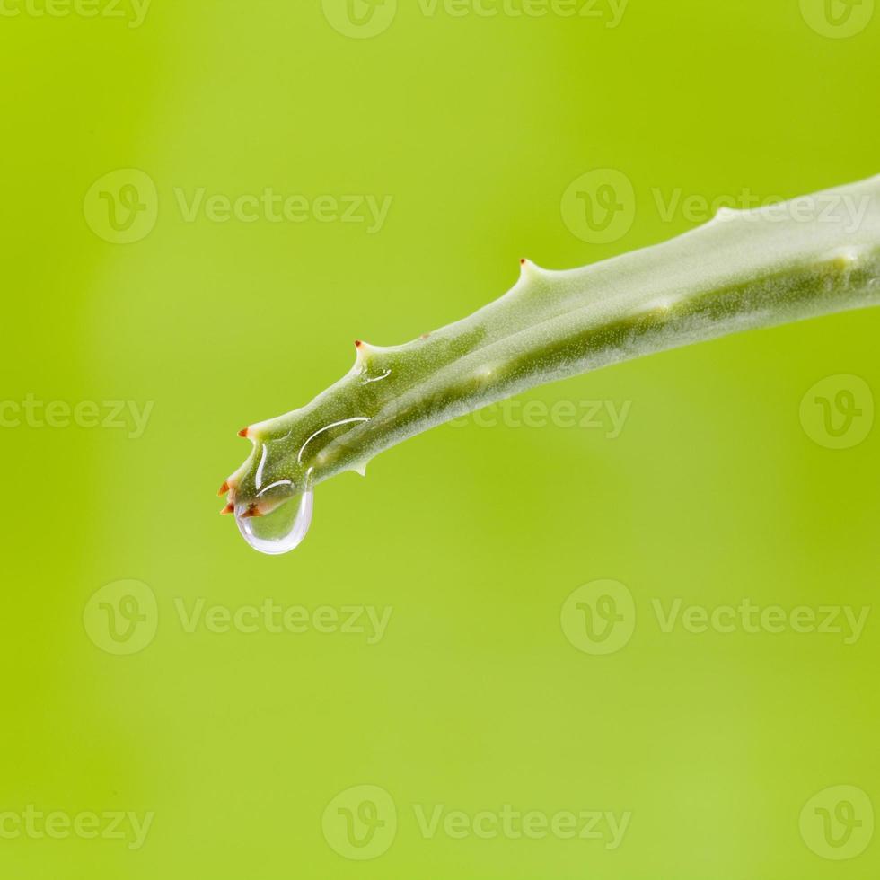 hoja de aloe fresca con gota de agua. foto