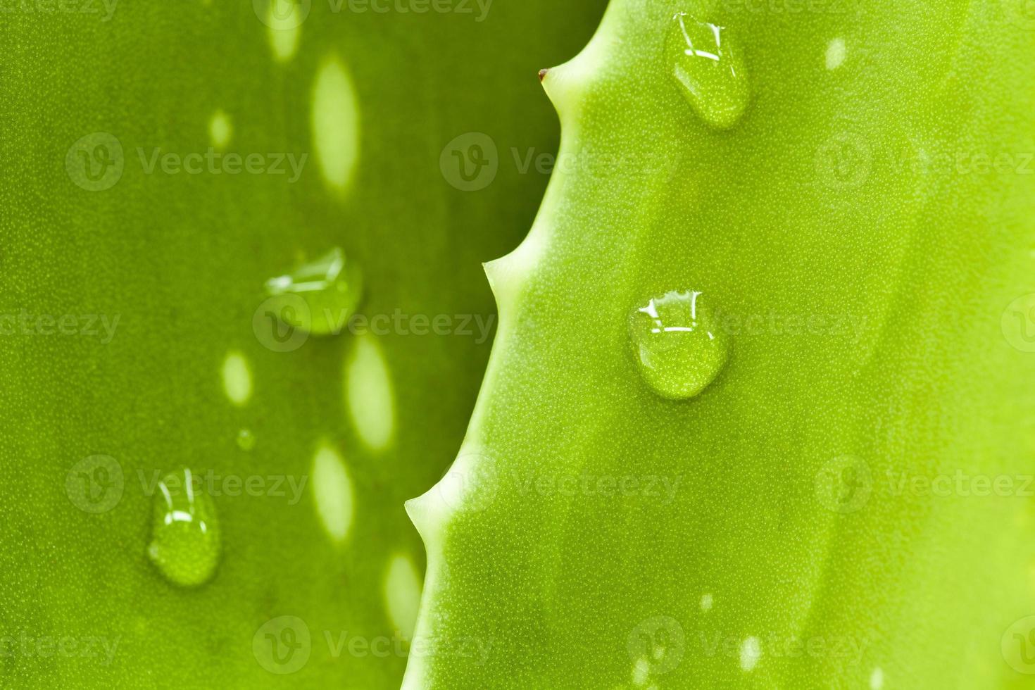 hoja de aloe fresca con gota de agua. foto