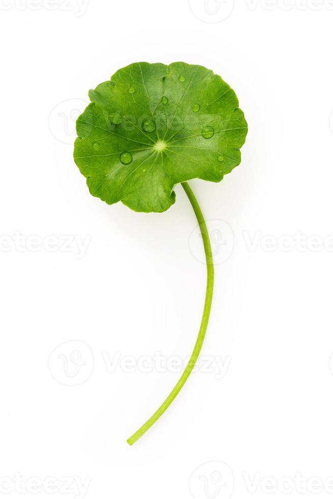 cierre las hojas de centella asiatica con una gota de lluvia aislada en la vista superior de fondo blanco. foto