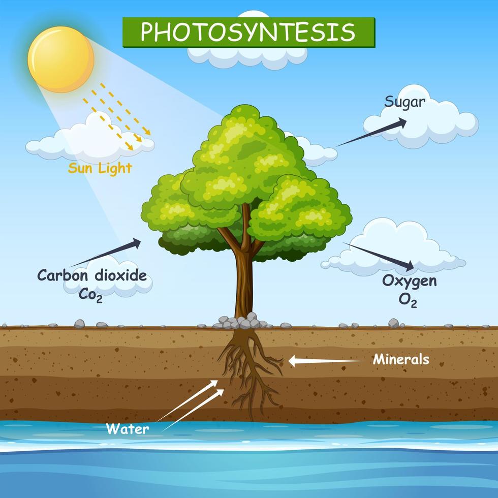 Diagram showing process of photosynthesis in tree illustration vector