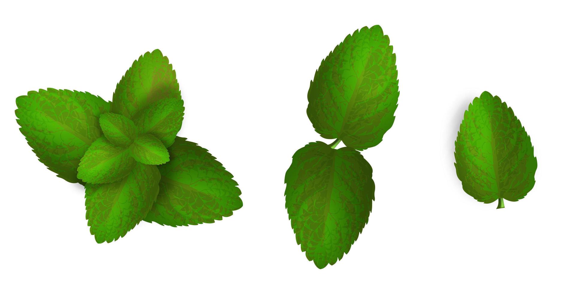 Vector Mint Spearmint Peppermint Leaf Leaves Set Isolated on White Background