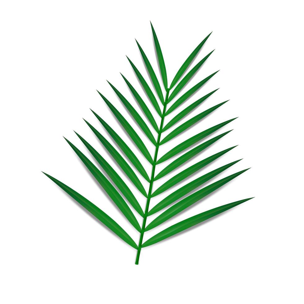 Green palm leaf isolated with shadow. For arrangement of compositions, design. Realistic. vector