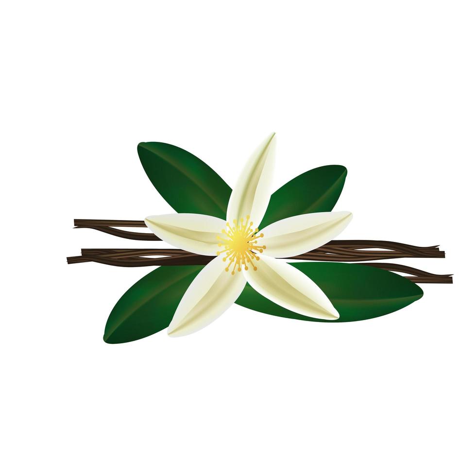 Sweet fresh vanilla flower with dried seed pods realistic composition vector illustration.
