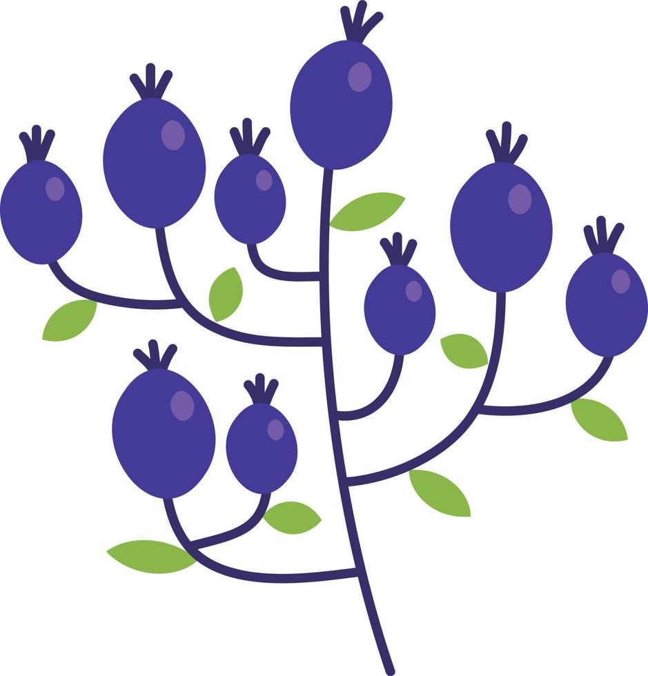 Blue fruit vector