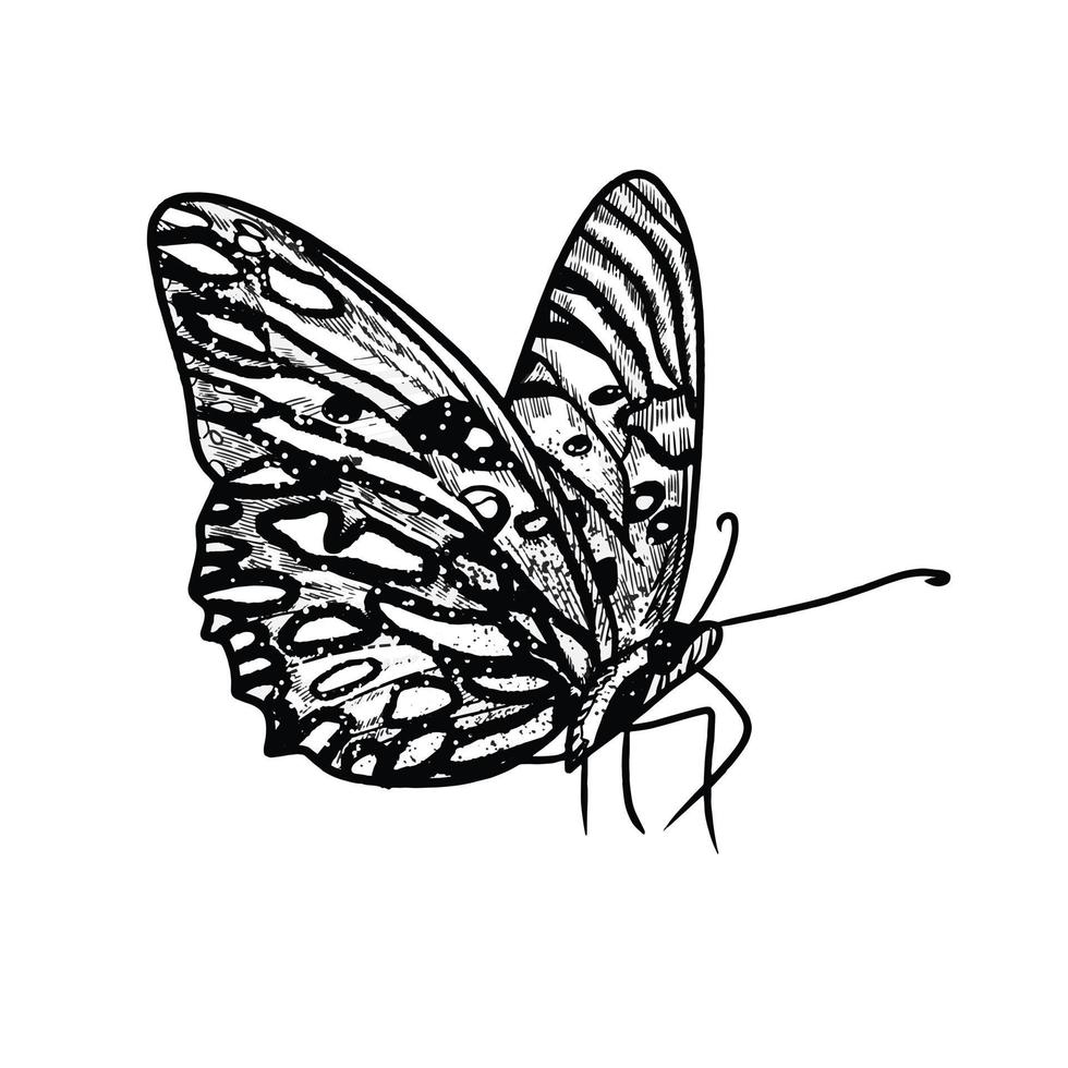 mariposa dibujada a mano ilustración vector