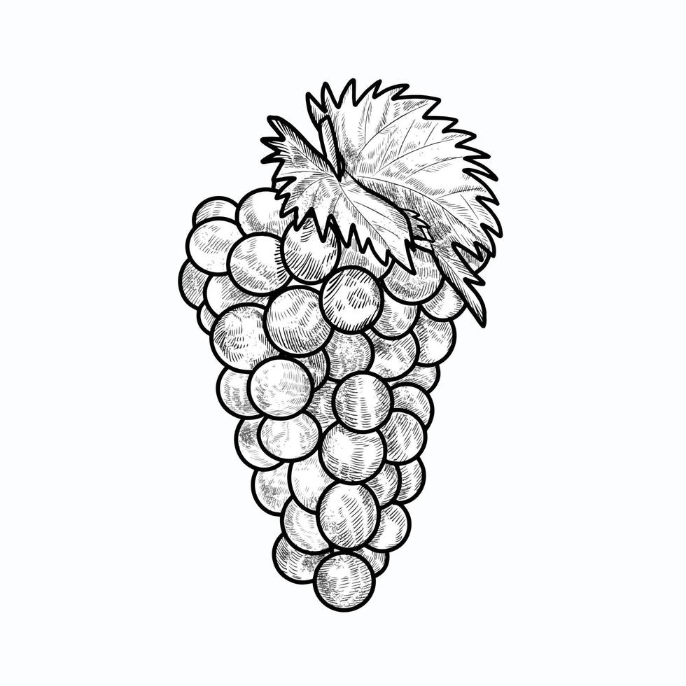 illustration of grape engraving style vector