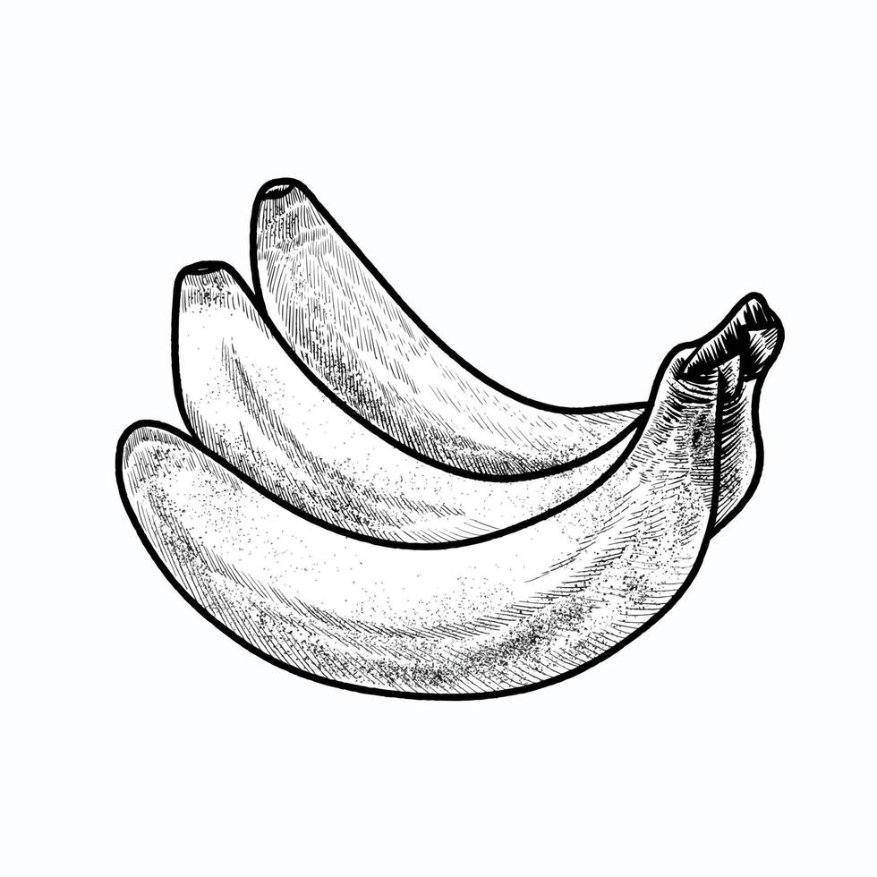 illustration of banana vector