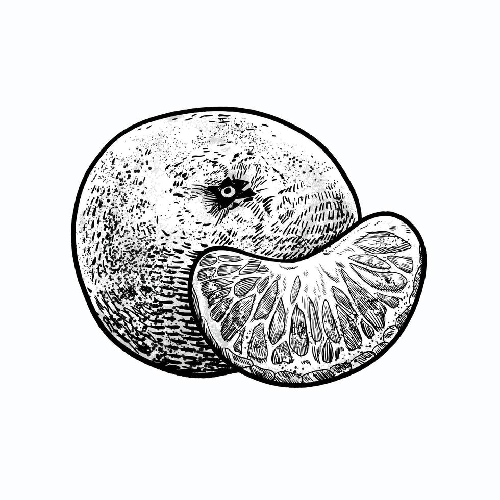 illustration of orange fruit vector