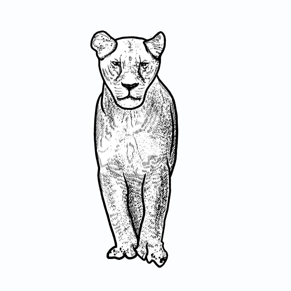 illustration of lion sketch vector