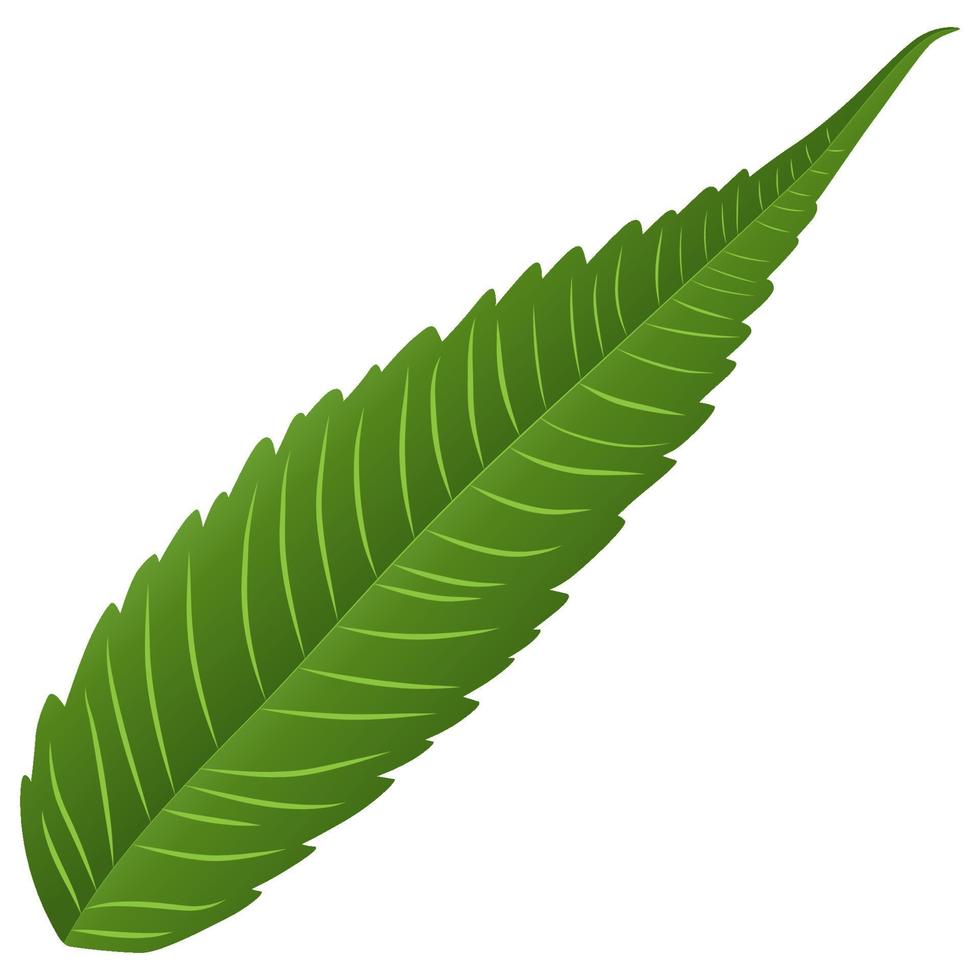 Green leaf element. vector