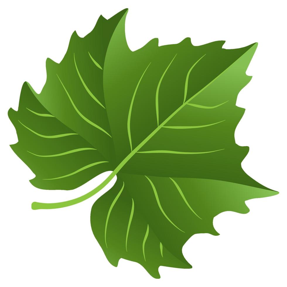 Green leaf element. vector
