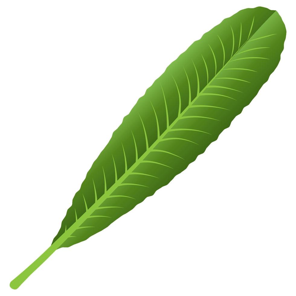 elemento de hoja verde. vector