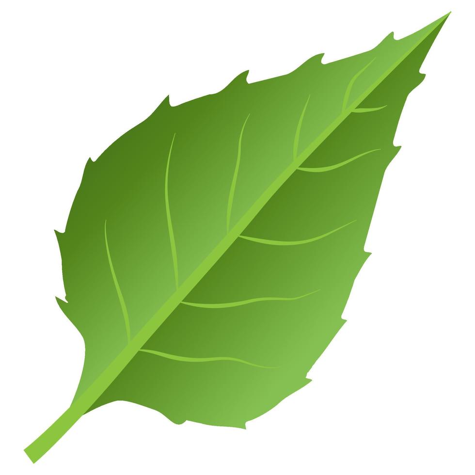 elemento de hoja verde. vector