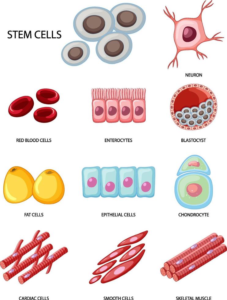 Types of stem cells on white background vector