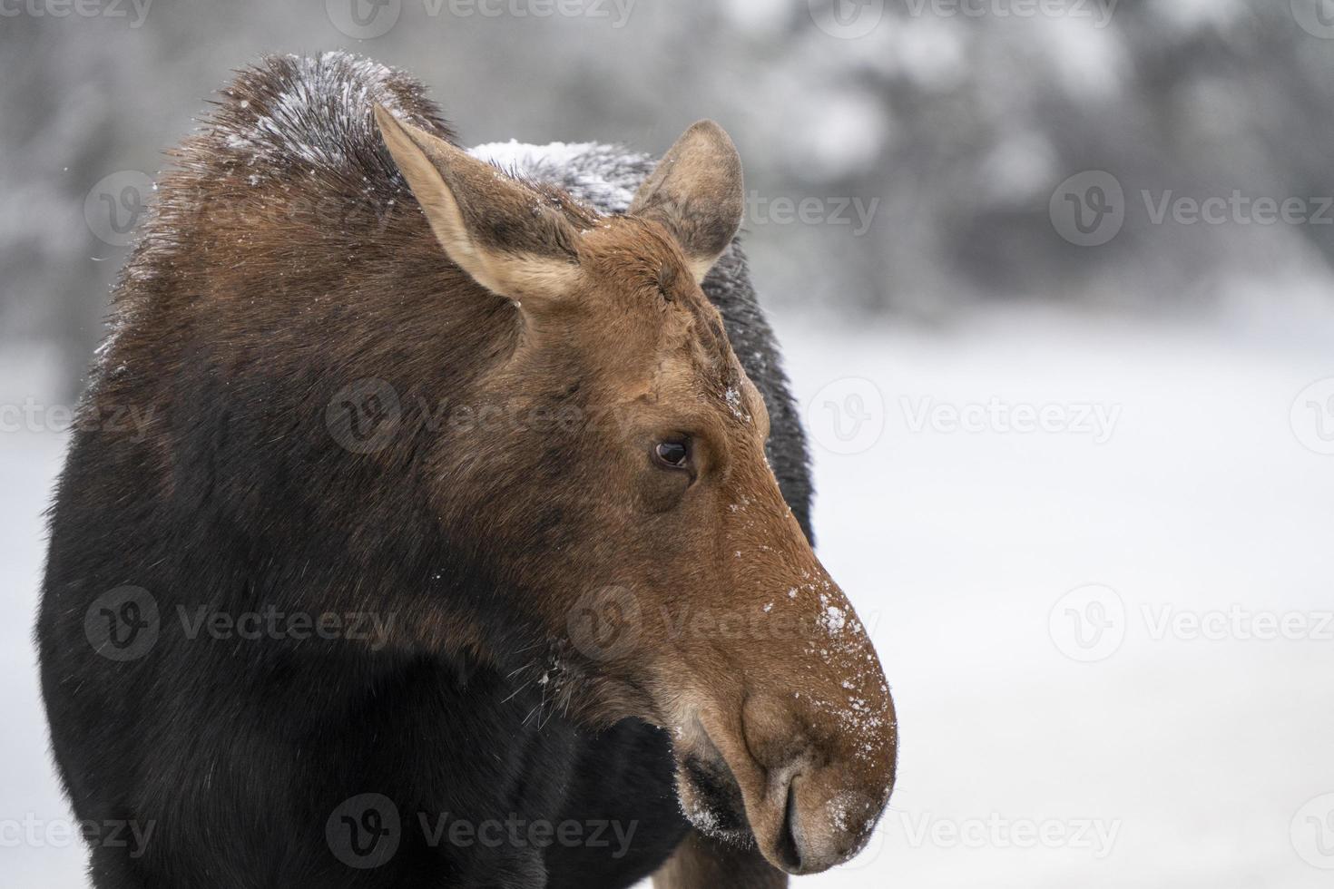 Winter Moose Manitoba photo