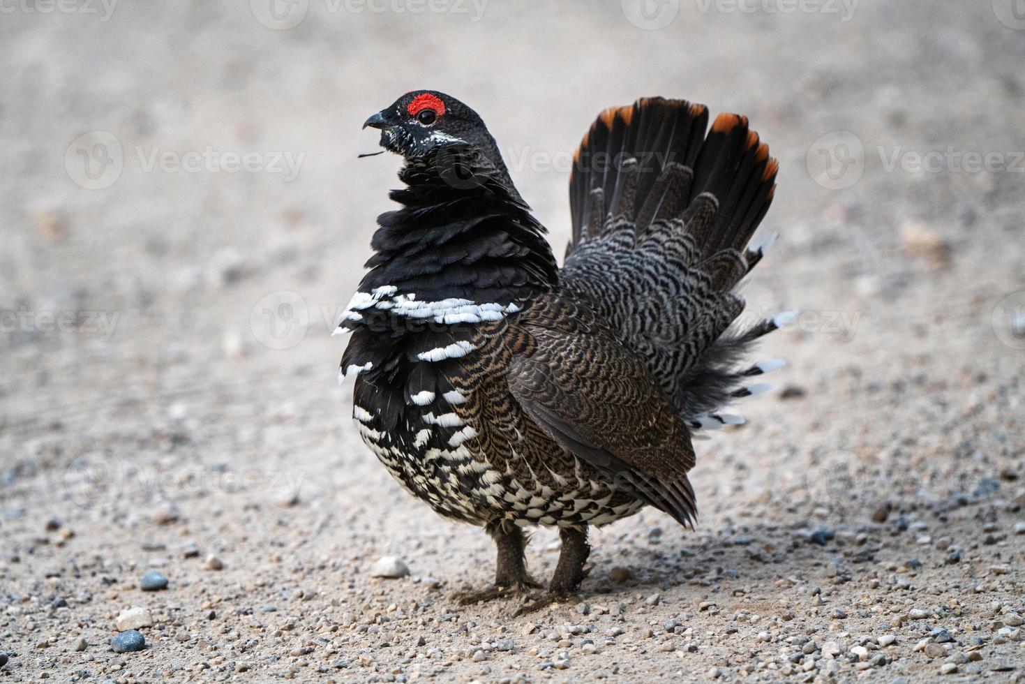 Ruffed Grouse Manitoba photo