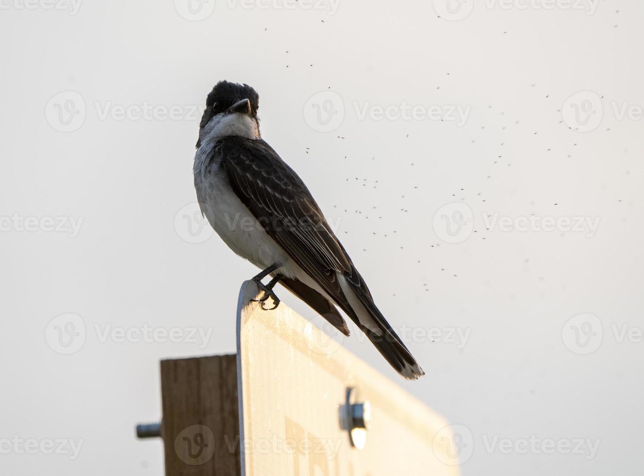 Tree Swallow at Sunset photo