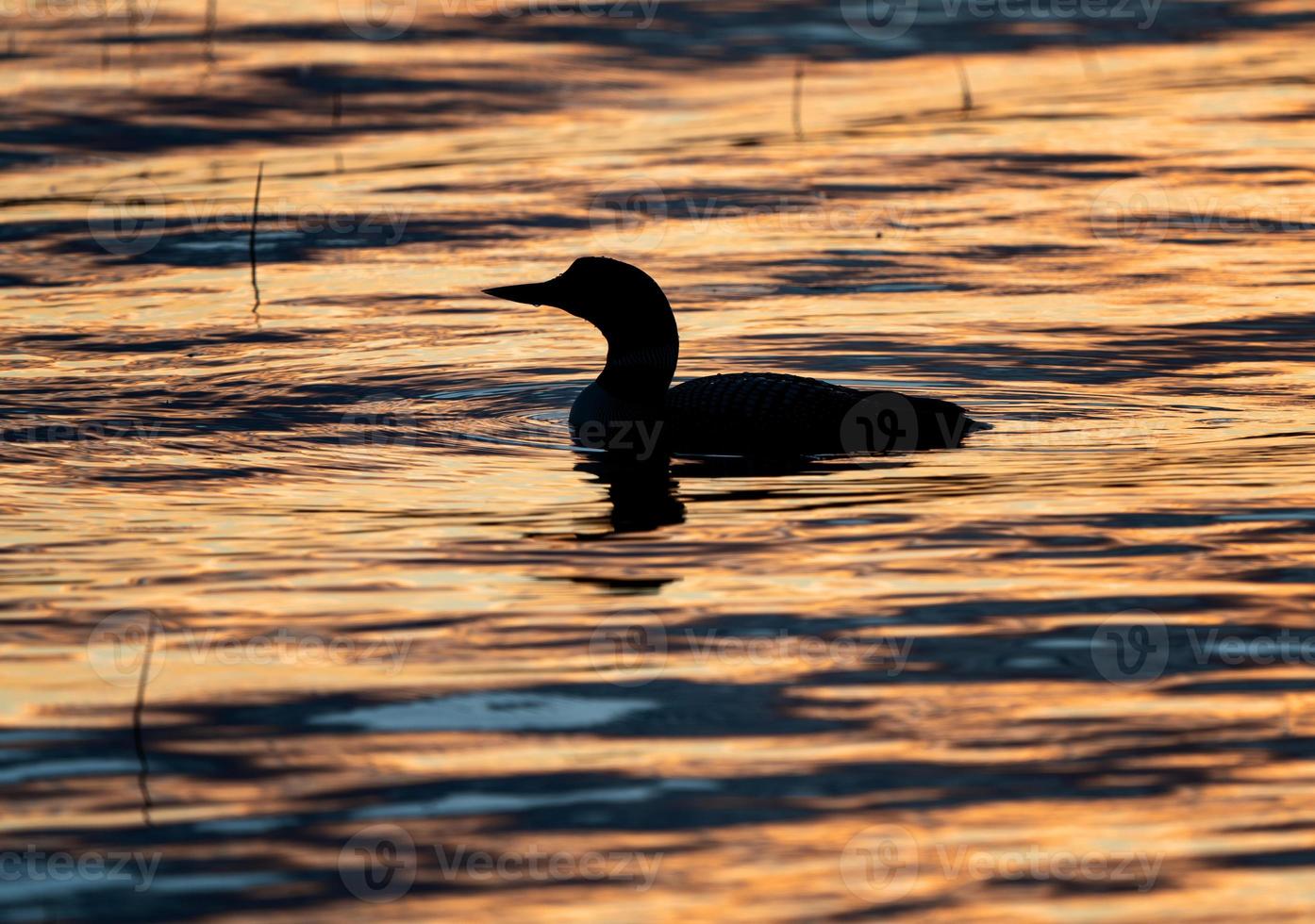 Northern Common Loon photo