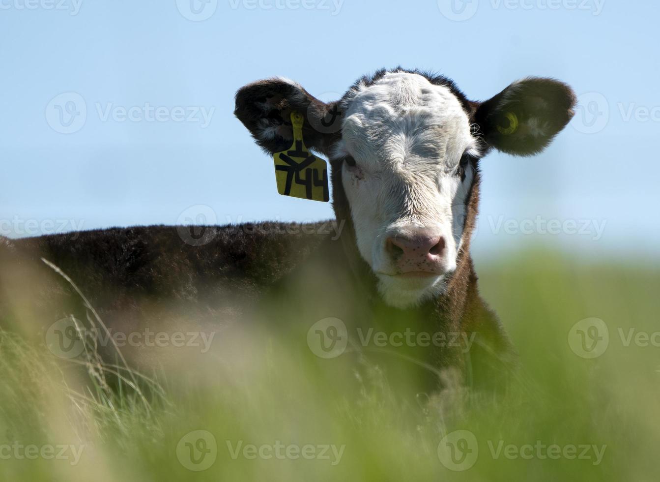 vaca de cerca foto