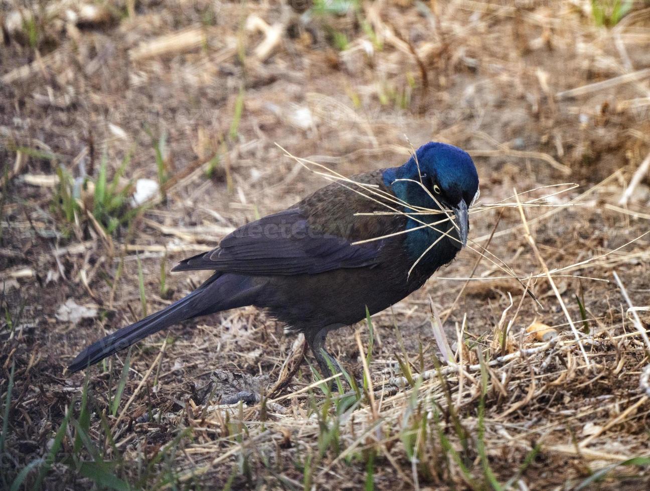 Balckbird Grackle on Ground photo