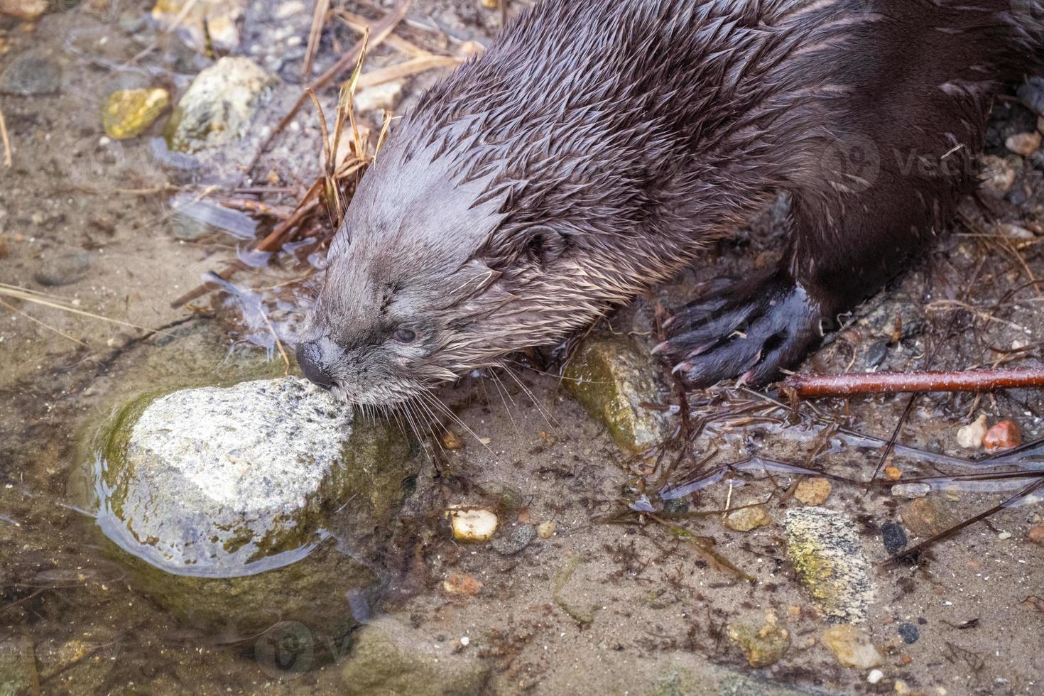 Cerrar nutria de río foto