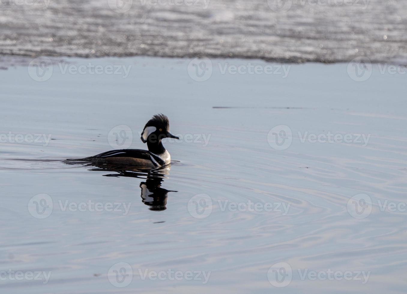 Hooded Merganser Ducks photo