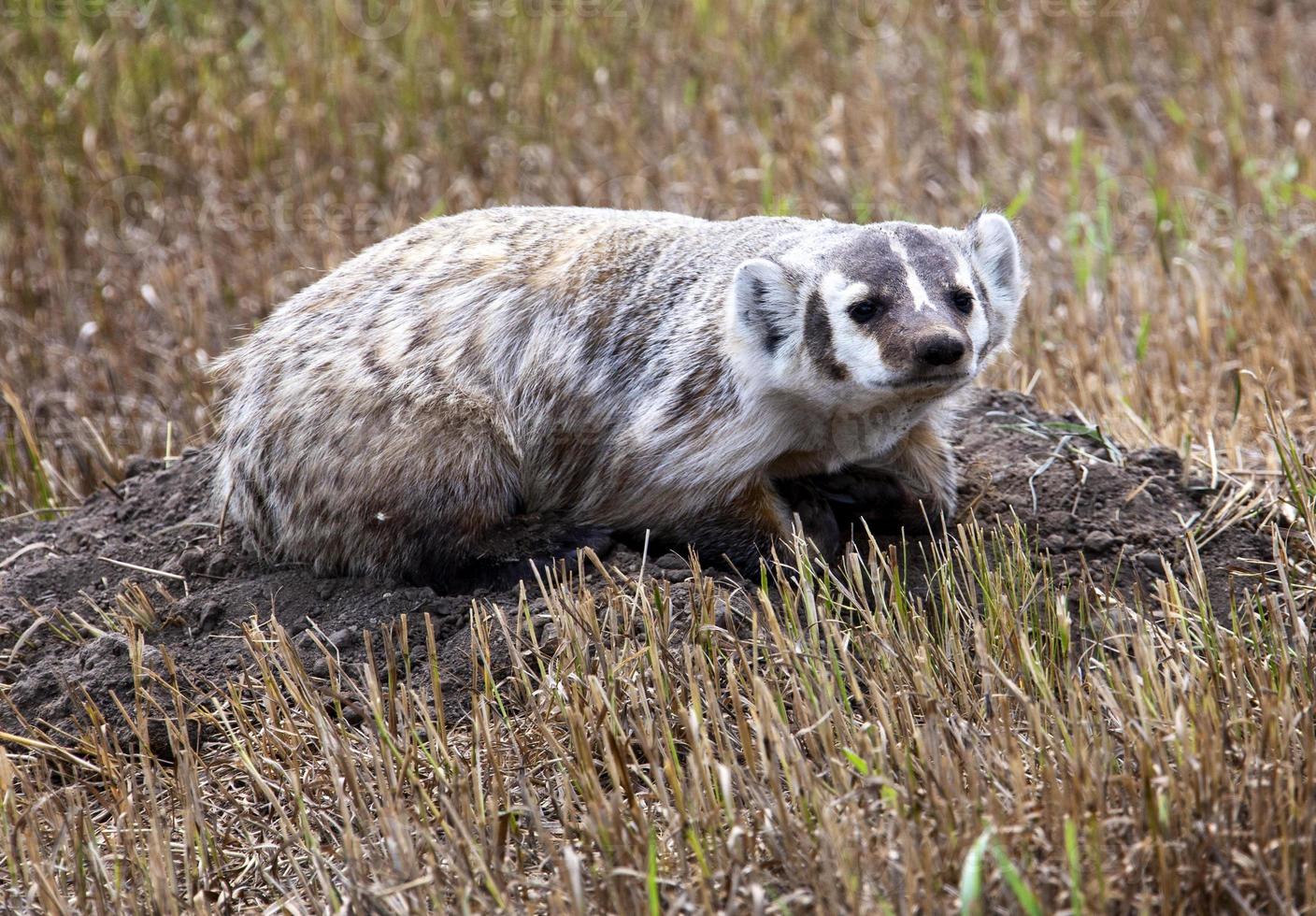 Close Up Badger photo