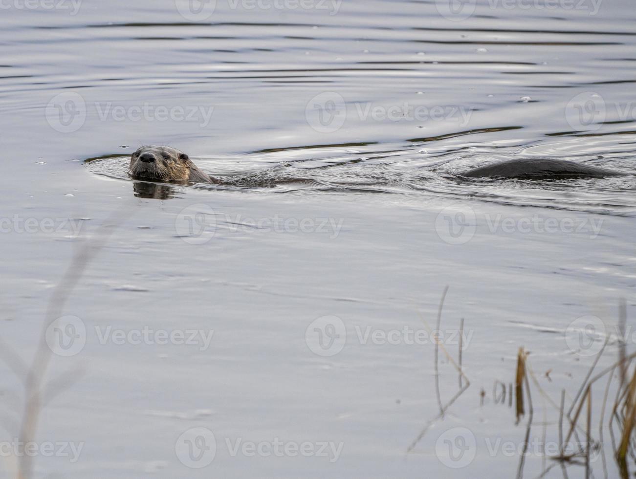 Close Up River Otter photo