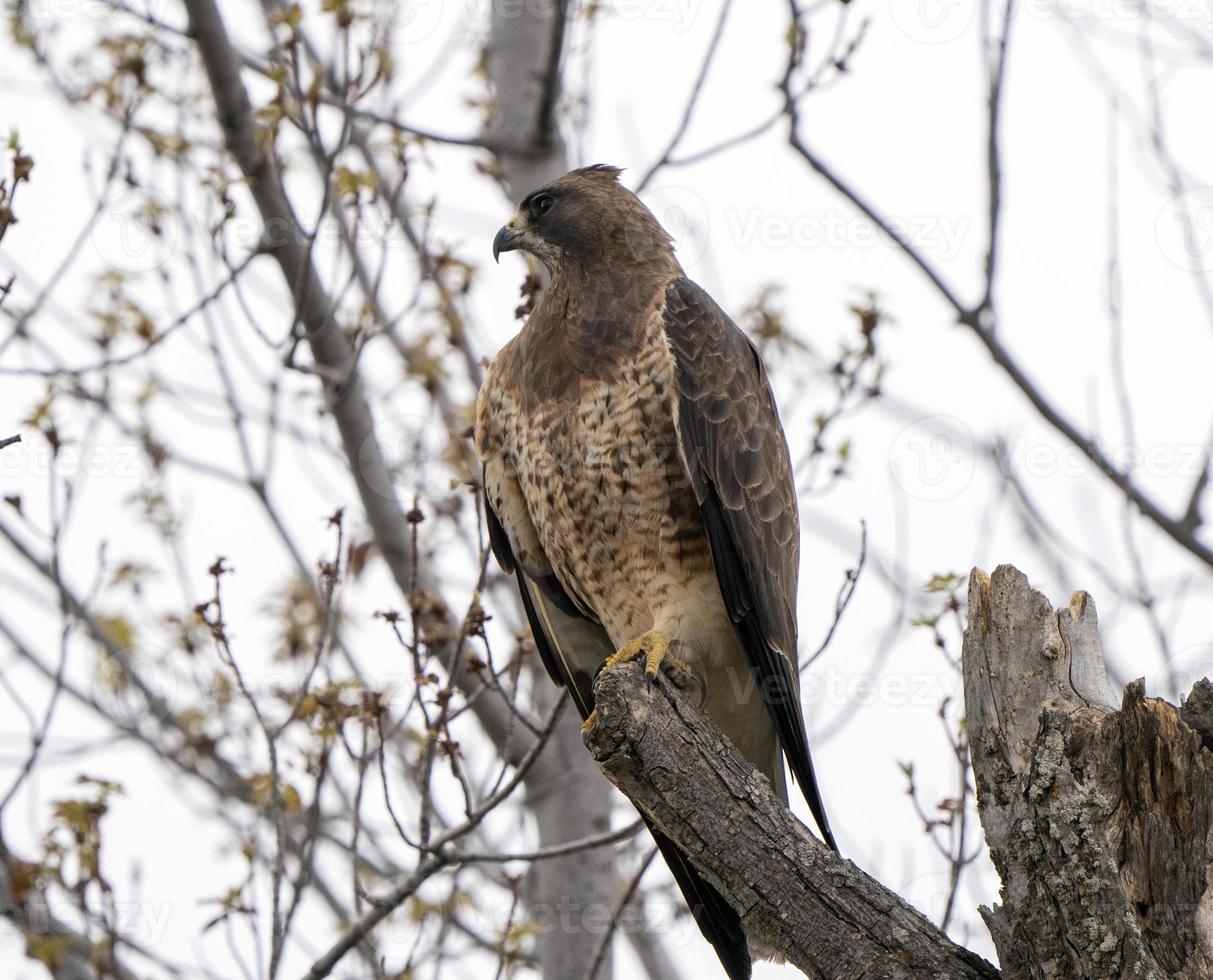 Hawk in Saskatchewan photo